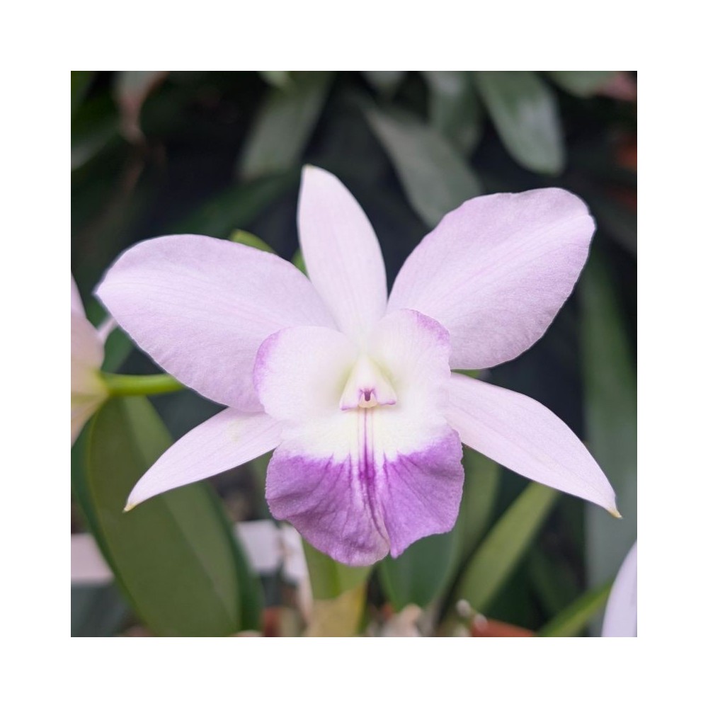 Orchidée Cattleya hybride parme, vente