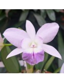 Orchidée Cattleya hybride parme, vente