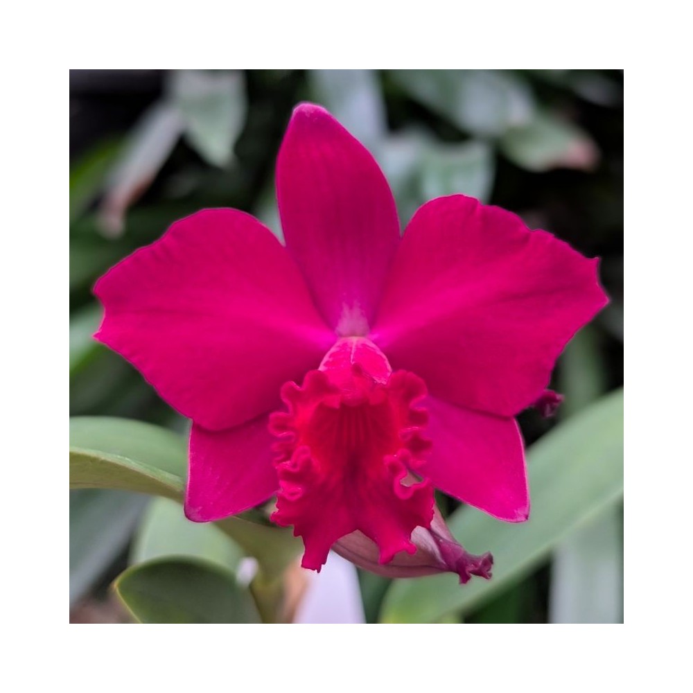 Orchidée Cattleya hybride rouge, vente