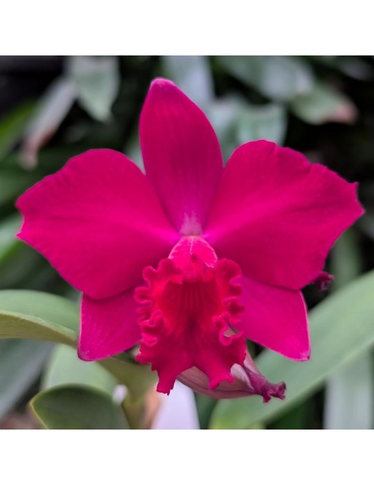 Orchidée Cattleya hybride rouge, vente