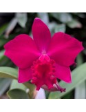 Orchidée Cattleya hybride rouge, vente