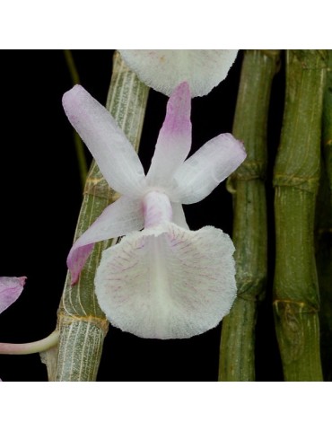 Dendrobium primulinum sur plaque