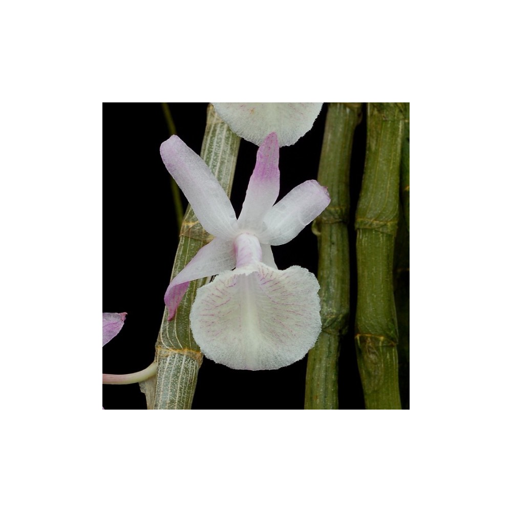 Dendrobium primulinum Dendrobium primulinum