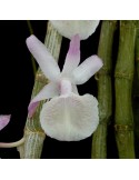 Dendrobium primulinum