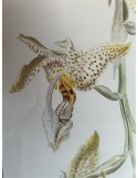 Stanhopea oculata orchidée parfumée, vente
