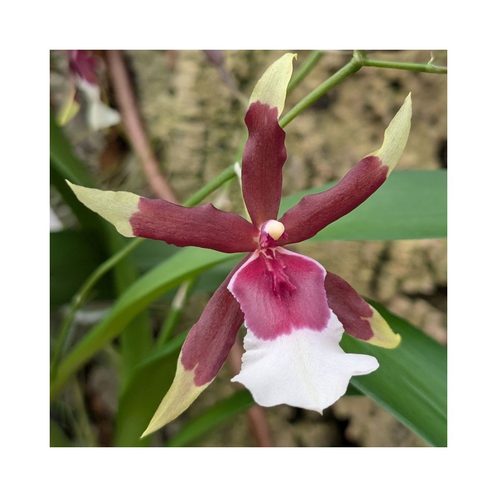 Orchidée Goodaleara Eurostar, vente