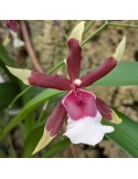 Orchidée Goodaleara Eurostar, vente