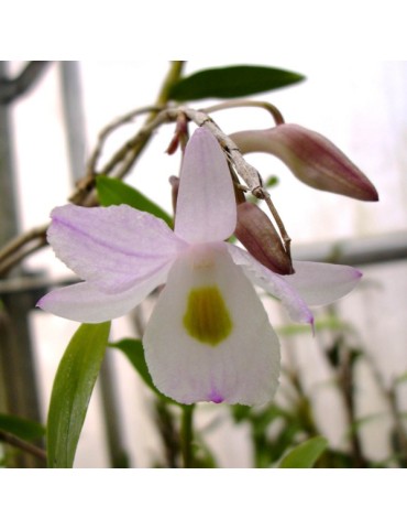 Dendrobium spathilingue