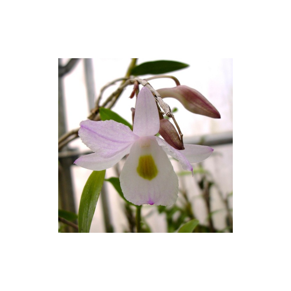 Dendrobium spathilingue Dendrobium spathilingue