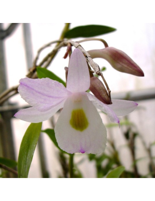 Dendrobium spathilingue Dendrobium spathilingue