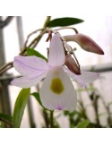 Dendrobium spathilingue