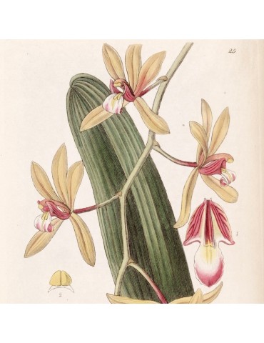 Cymbidium aloifolium orchidée, vente