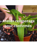 Apprendre à rempoter ses orchidées avec un spécialiste, c'est possible