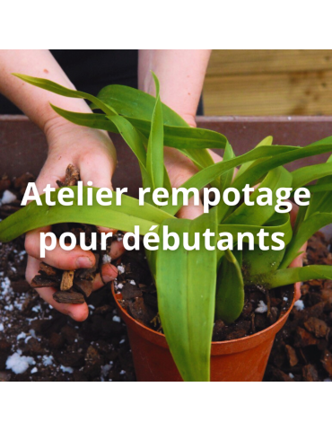 Apprendre à rempoter ses orchidées avec un spécialiste, c'est possible
