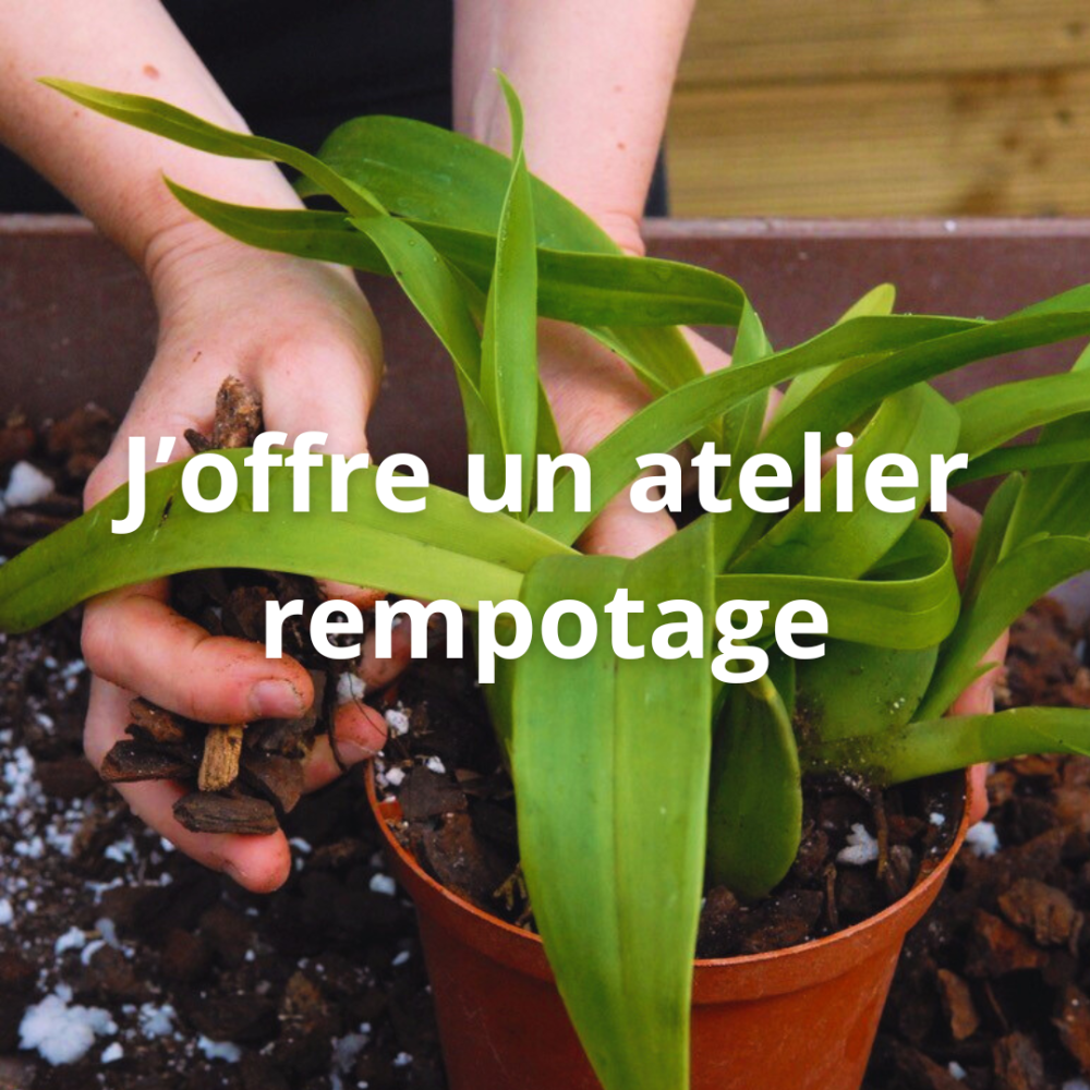 Apprendre à rempoter ses orchidées avec un spécialiste, c'est possible