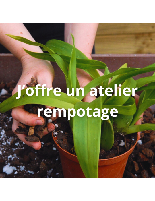 Apprendre à rempoter ses orchidées avec un spécialiste, c'est possible