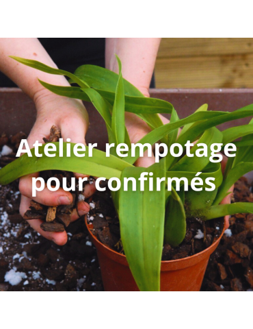 Apprendre à rempoter ses orchidées avec un spécialiste, c'est possible