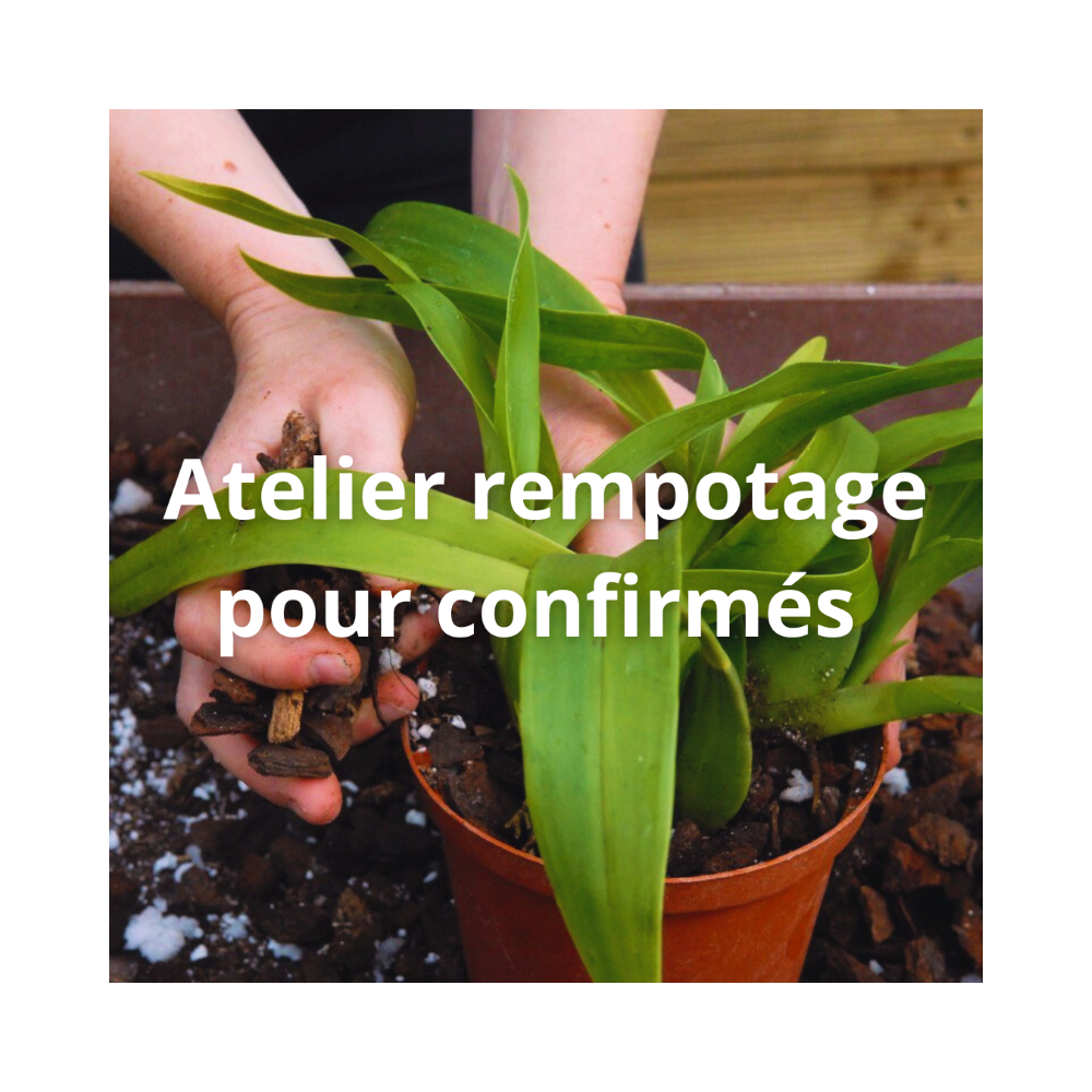 Apprendre à rempoter ses orchidées avec un spécialiste, c'est possible
