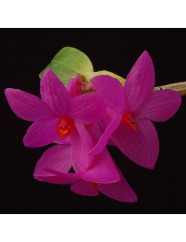 Dendrobium glomeratum