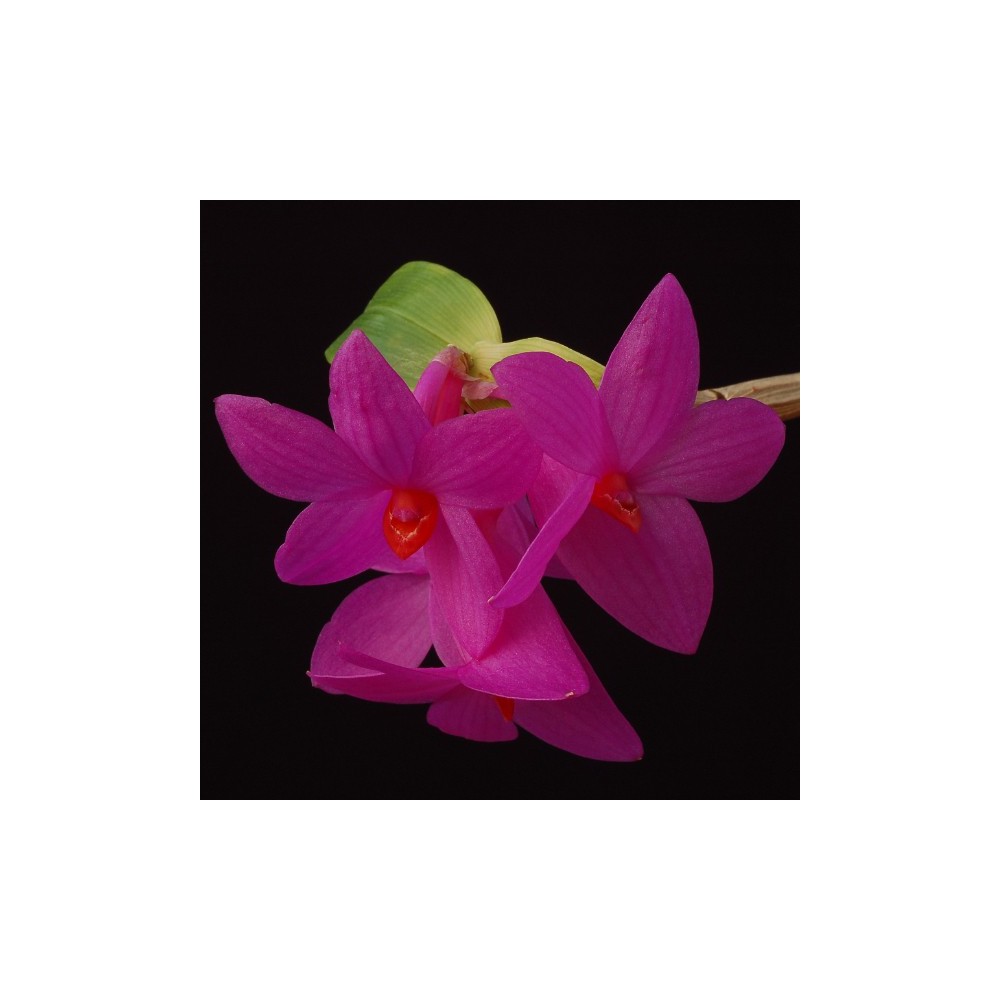 Dendrobium glomeratum