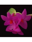 Dendrobium glomeratum