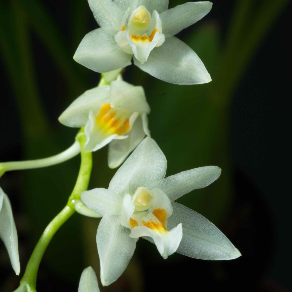 Coelogyne flexuosa