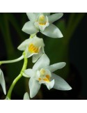 Coelogyne flexuosa