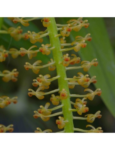 Liparis condylobulbon orchidée, vente 2