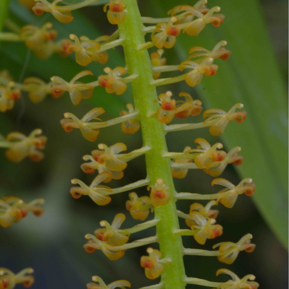 Liparis condylobulbon