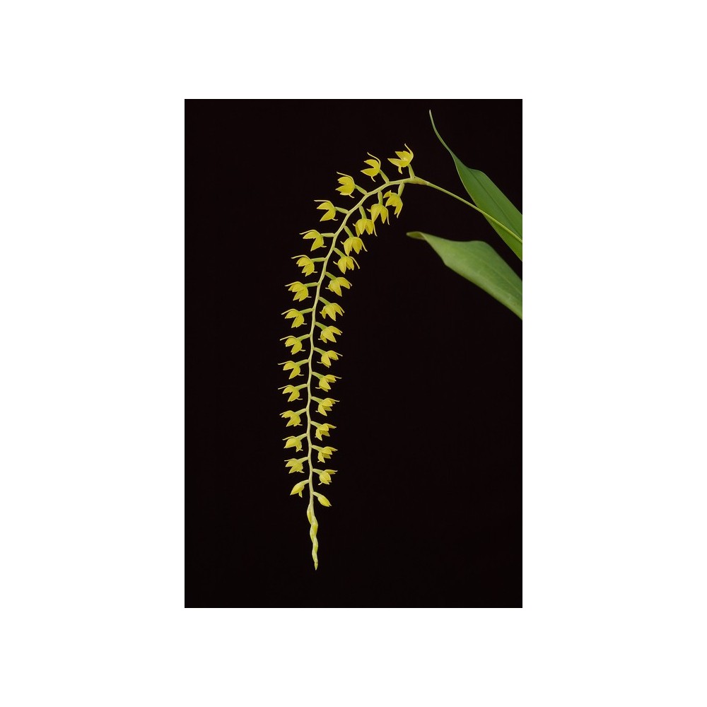 Dendrochilum formosanum