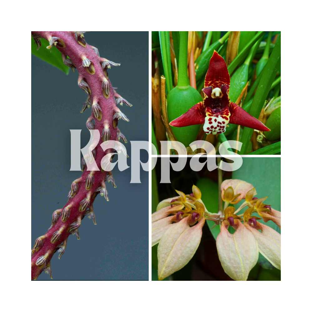 Collection de trois orchidées originales de climat tempéré-chaud.