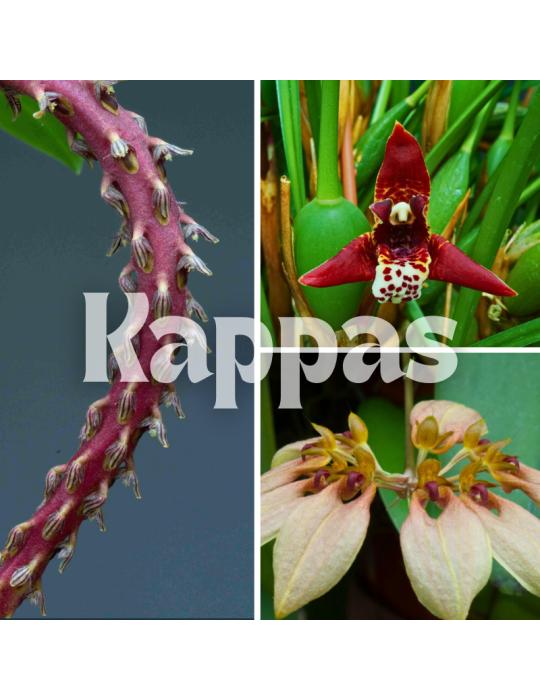 Collection de trois orchidées originales de climat tempéré-chaud.