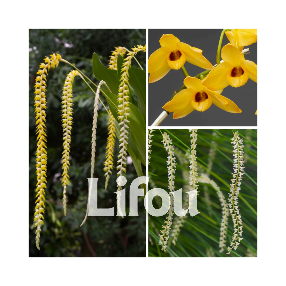 Collection Lifou