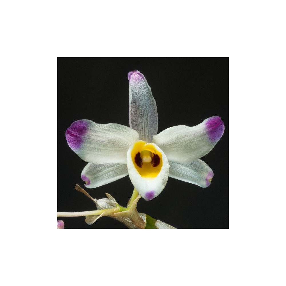 Dendrobium wardianum Dendrobium wardianum