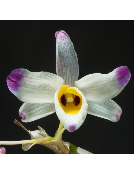 Dendrobium wardianum