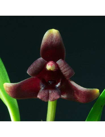 Maxillaria variabilis pourpre, vente