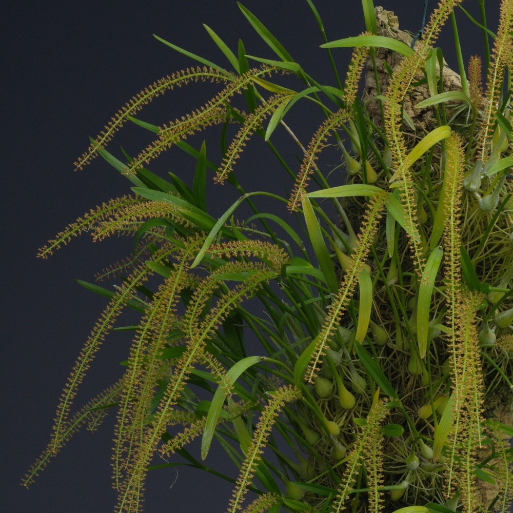 Liparis condylobulbon orchidée, vente