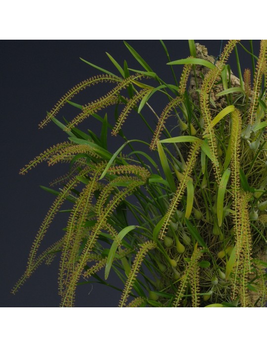 Liparis condylobulbon orchidée, vente