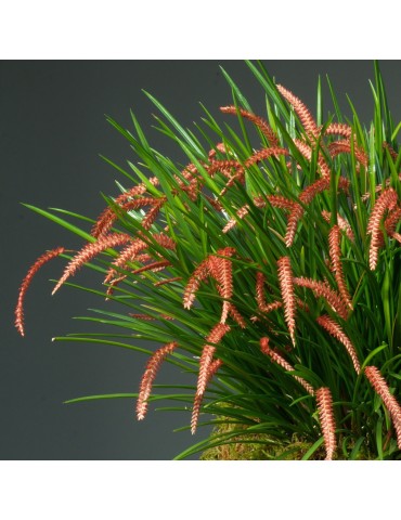 Dendrochilum wenzelii en sphaigne