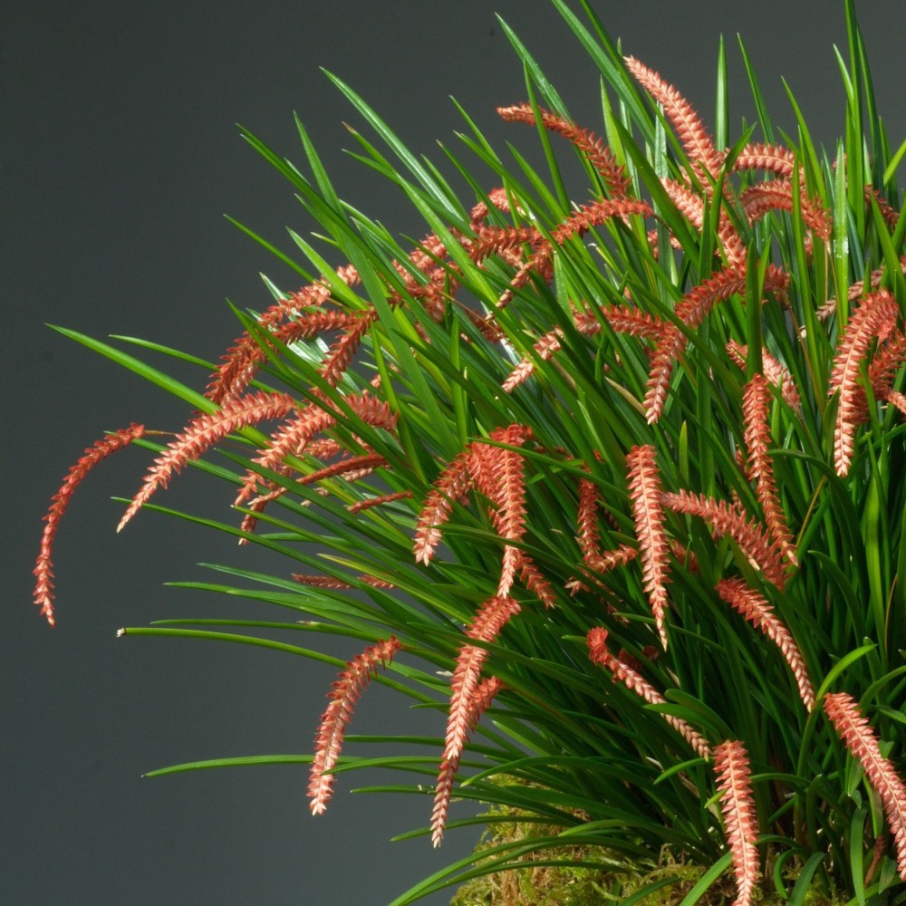 Dendrochilum wenzelii, orchidée rare, originale