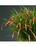 Dendrochilum wenzelii, orchidée rare, originale