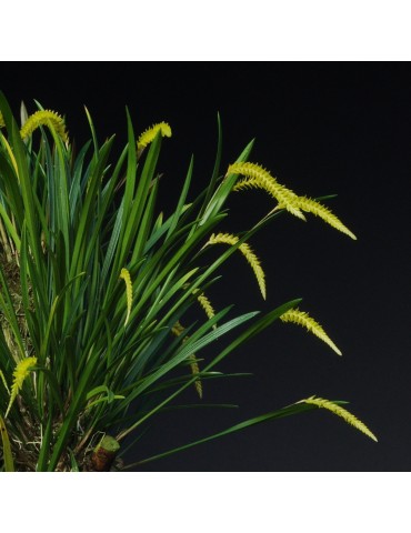 Dendrochilum javieriense en sphaigne