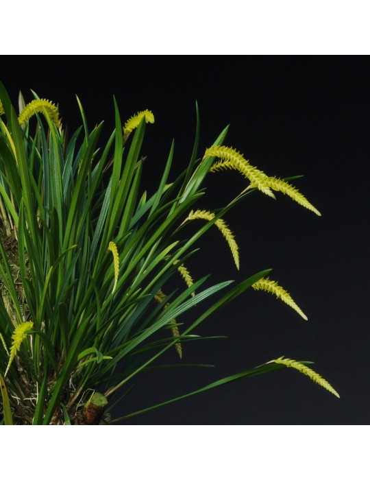 Dendrochilum javieriense orchidée, vente