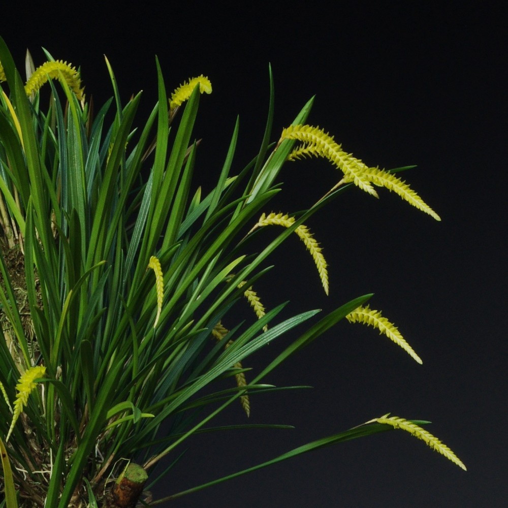 Dendrochilum javieriense orchidée, vente