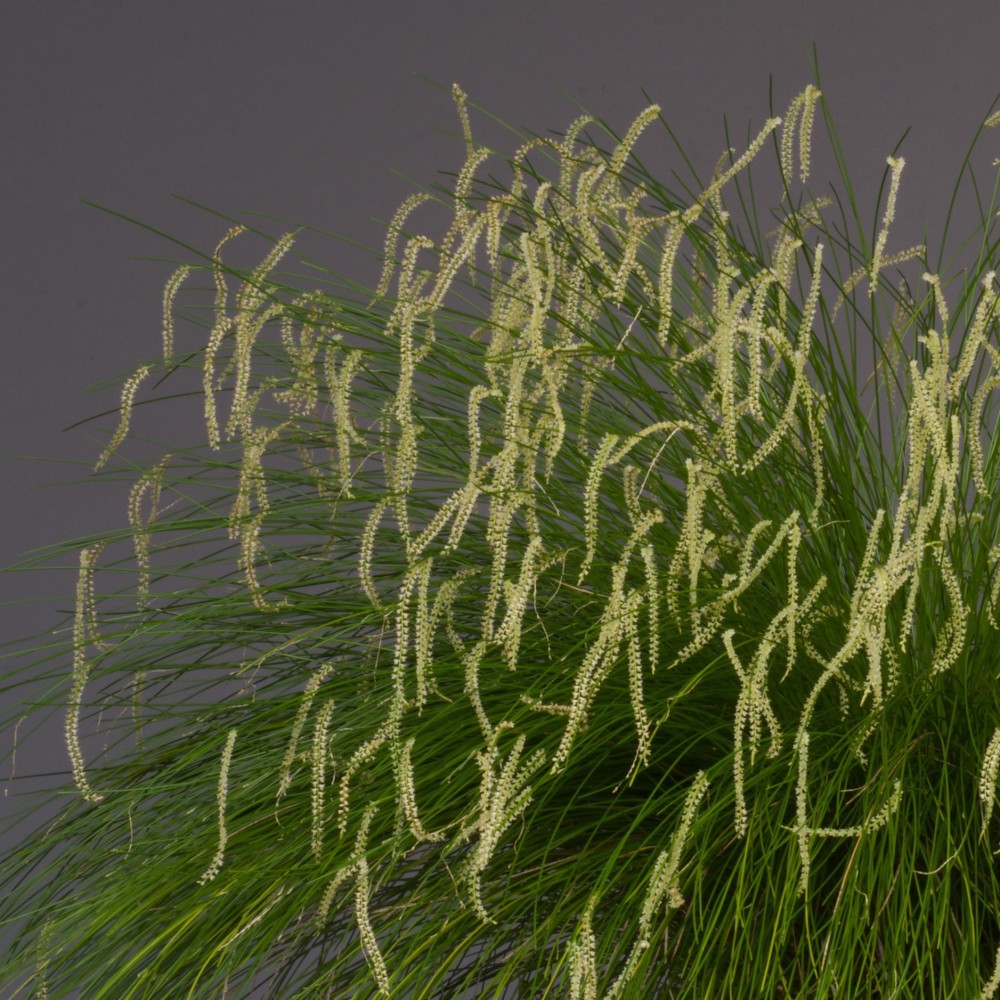 Dendrochilum tenellum orchidée, vente