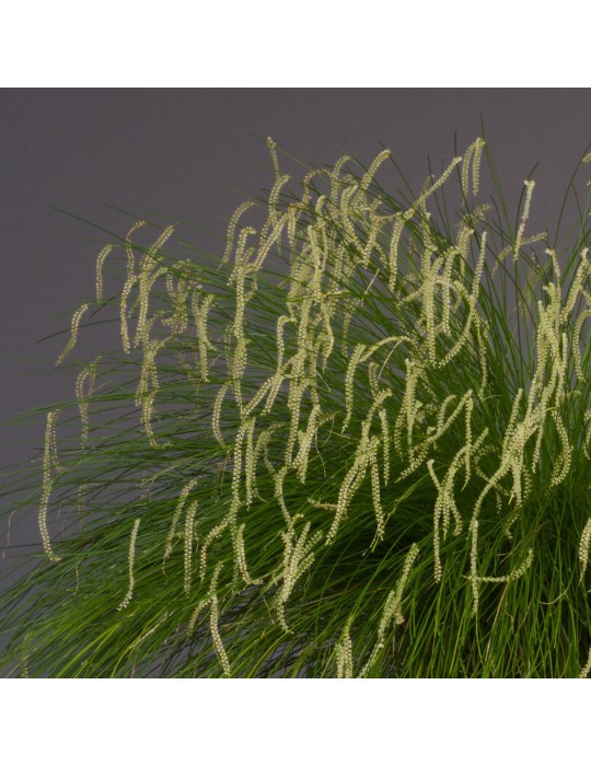 Dendrochilum tenellum orchidée, vente