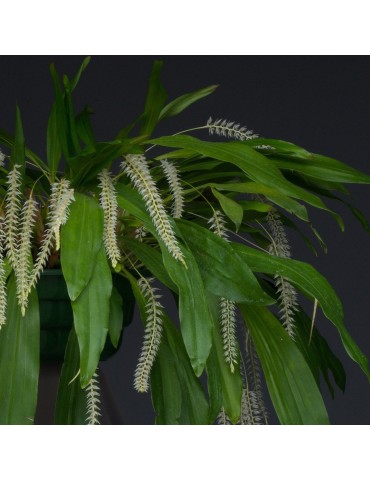 Dendrochilum glumaceum en sphaigne
