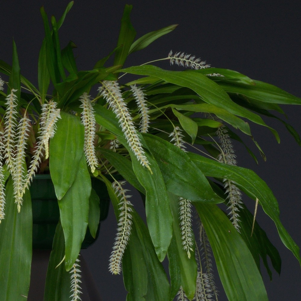 Dendrochilum glumaceum orchidée parfumée, vente