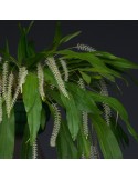 Dendrochilum glumaceum orchidée parfumée, vente