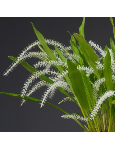 Dendrochilum niveum orchidée, vente
